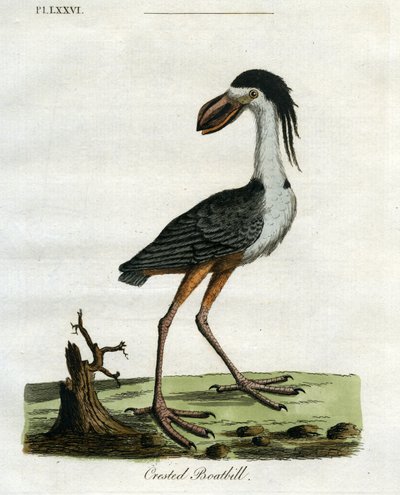 Crested Boatbill, 1781-5 by John Latham